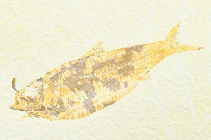 Detailed Fossil Fish (Knightia) - Wyoming #176399